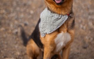 2026_Nordic-Strays-Zima_00 (6)