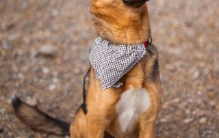 2026_Nordic-Strays-Zima_00 (7)
