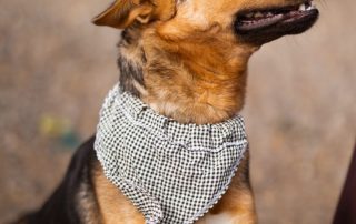 2026_Nordic-Strays-Zima_00 (8)