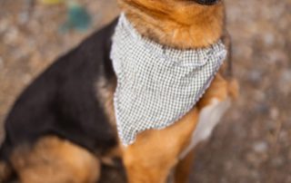 2026_Nordic-Strays-Zima_00 (9)