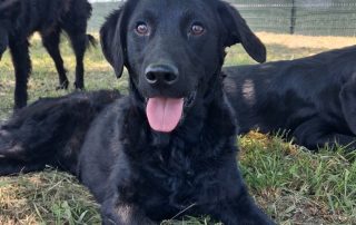 Remi
