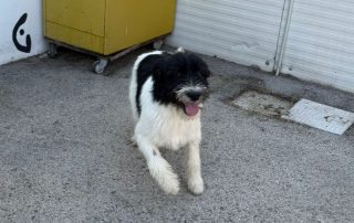 2026_Nordic-Strays-Asterix_00 (11)