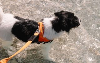 2026_Nordic-Strays-Asterix_00 (5)