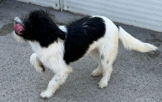 2026_Nordic-Strays-Asterix_00 (6)
