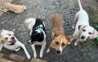 2026_Nordic-Strays-Charlie-Lucia_001