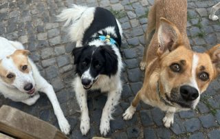 2026_Nordic-Strays-Charlie-Lucia_003