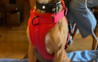 2026_Nordic-Strays-Jana_015