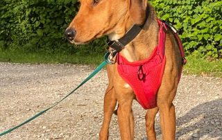 2026_Nordic-Strays-Jana_016