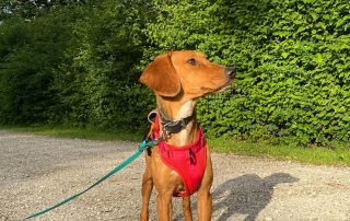 2026_Nordic-Strays-Jana_017