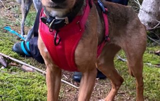 2026_Nordic-Strays-Jana_018