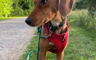 2026_Nordic-Strays-Jana_019