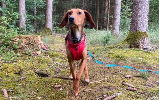 2026_Nordic-Strays-Jana_020