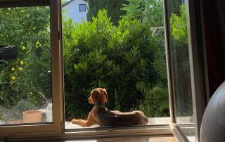 2026_Nordic-Strays-Jana_023