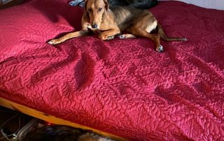 2026_Nordic-Strays-Jana_024