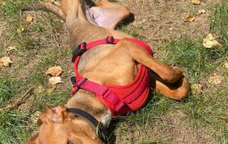 2026_Nordic-Strays-Jana_027
