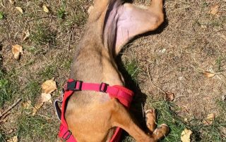 2026_Nordic-Strays-Jana_029