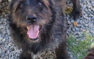 2026_Nordic-Strays-Jelena_0 (1)