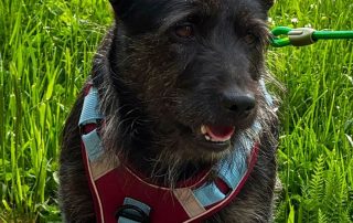 2026_Nordic-Strays-Jelena_00 (1)