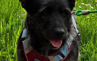 2026_Nordic-Strays-Jelena_00 (2)