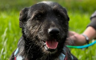 2026_Nordic-Strays-Jelena_00 (3)
