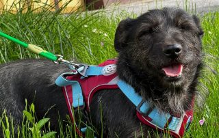 2026_Nordic-Strays-Jelena_00 (4)