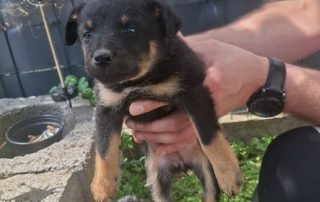 2026_Nordic-Strays-Layka-002