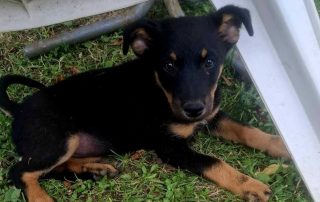 2026_Nordic-Strays-Layka-003