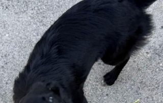 2026_Nordic-Strays-Lotta_00 (6)