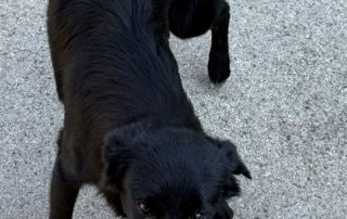 2026_Nordic-Strays-Lotta_00 (7)