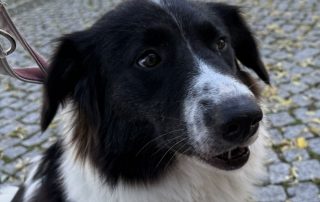 2026_Nordic-Strays-Lucia_000
