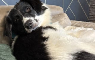 2026_Nordic-Strays-Lucia_001