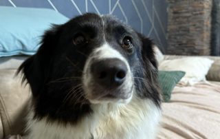 2026_Nordic-Strays-Lucia_003