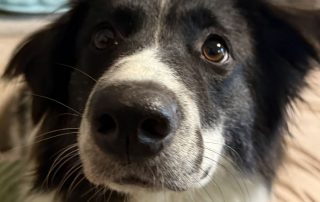 2026_Nordic-Strays-Lucia_004