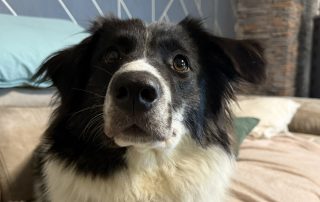 2026_Nordic-Strays-Lucia_005