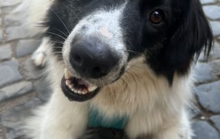 2026_Nordic-Strays-Lucia_009