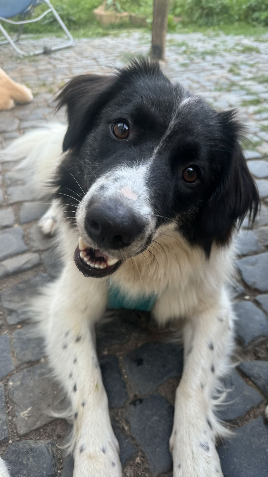 2026_Nordic-Strays-Lucia_009