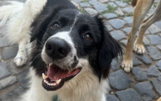 2026_Nordic-Strays-Lucia_010