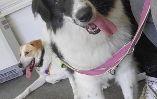 2026_Nordic-Strays-Lucia_014