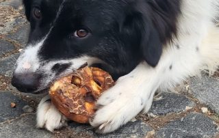 2026_Nordic-Strays-Lucia_016