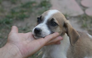 Darla1