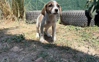 Darla3