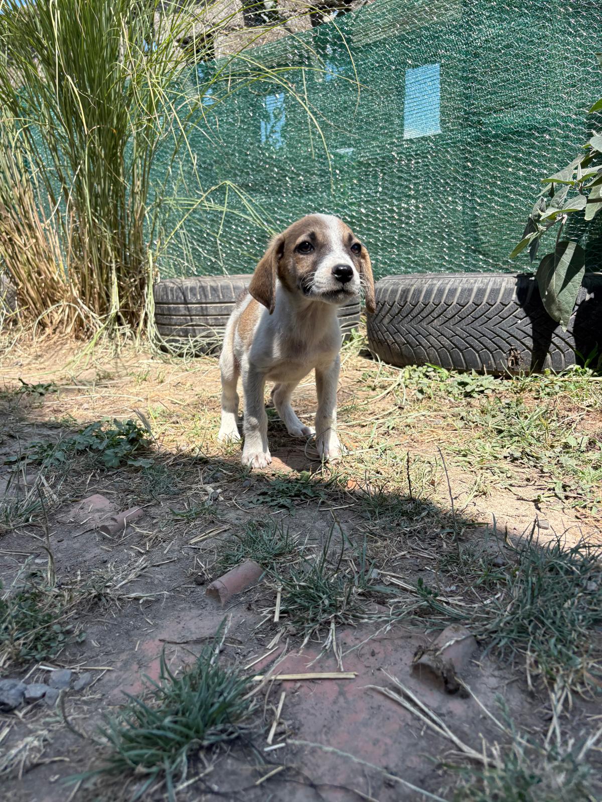 Darla3