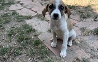 Darla6