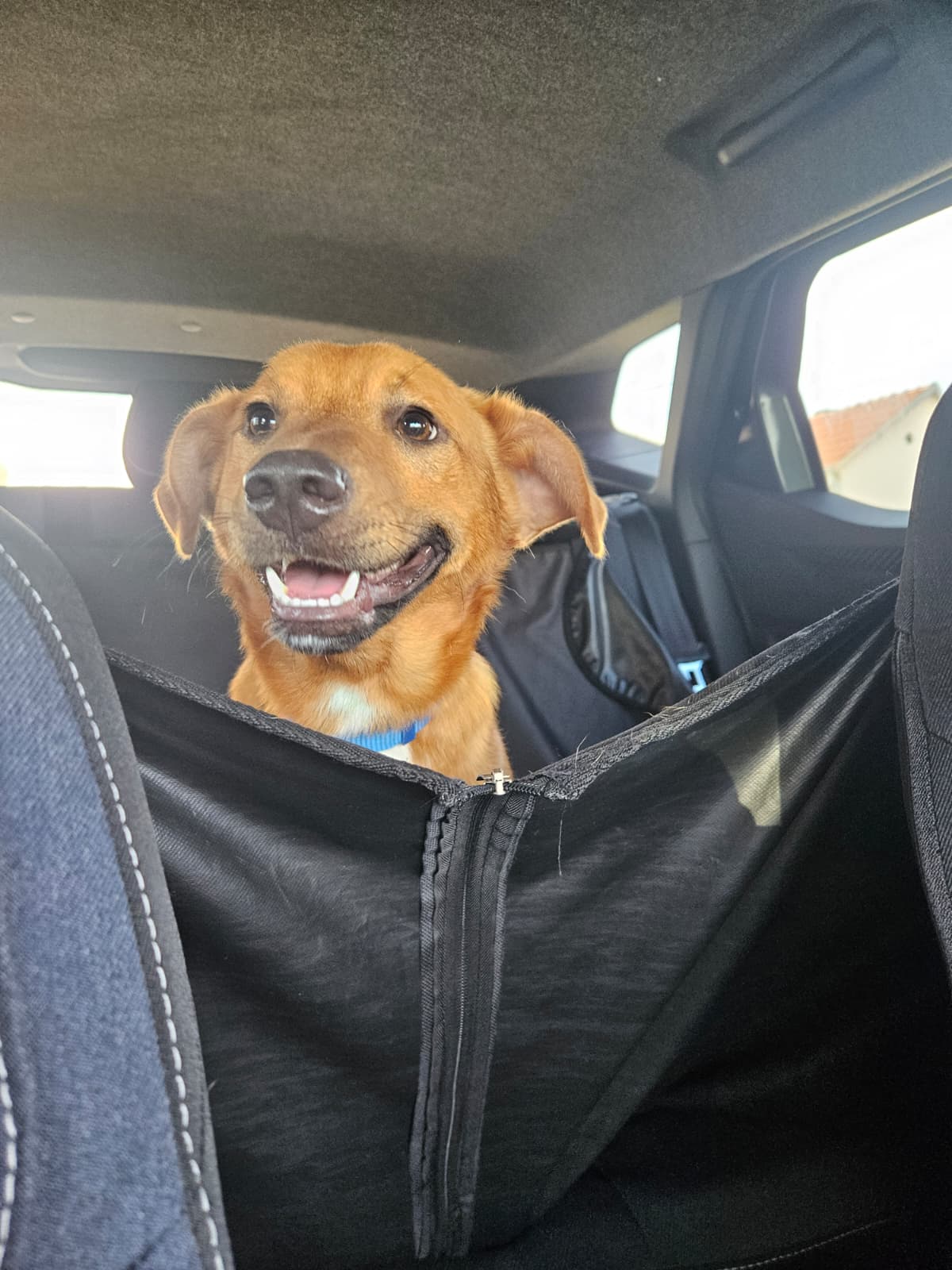 Dobby7