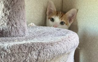 IMG_1437