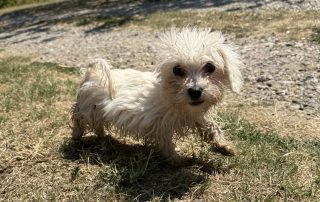 026_Nordic-Strays-Sami_00 (1)