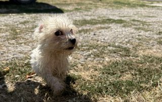 026_Nordic-Strays-Sami_00 (10)