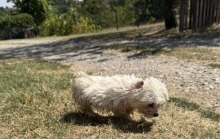 026_Nordic-Strays-Sami_00 (11)