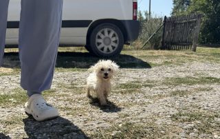 026_Nordic-Strays-Sami_00 (8)