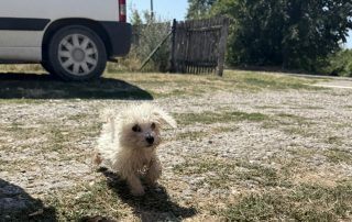 026_Nordic-Strays-Sami_00 (9)